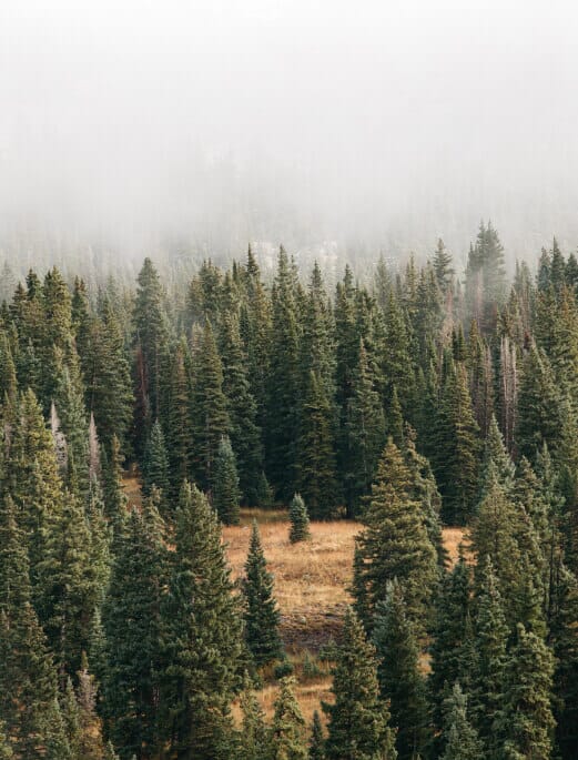 Death_to_stock_photography_wild_6-1-1 Death_to_stock_photography_wild_6-1-1