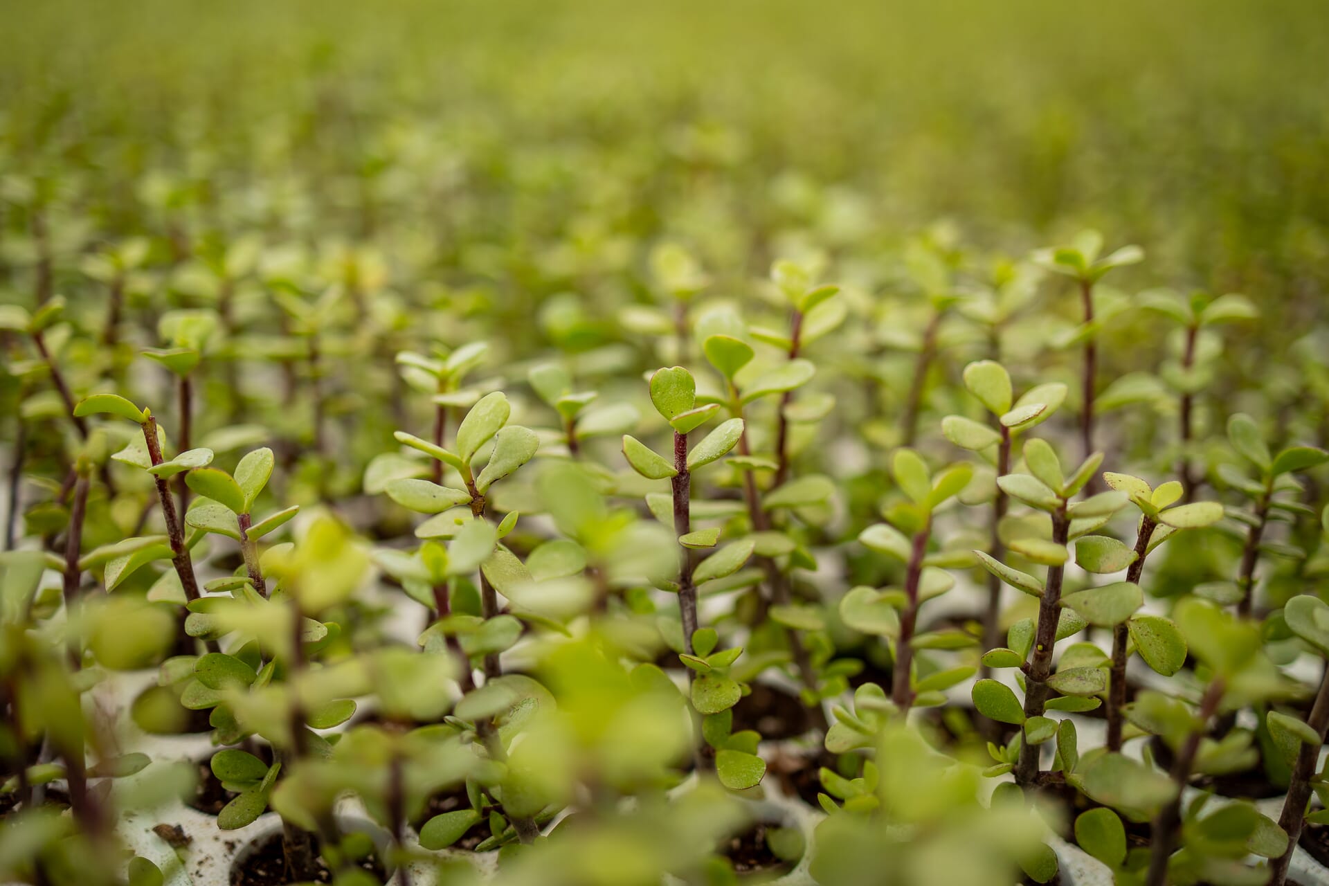 N4A9686.jpg?w=1024&h=683&scale